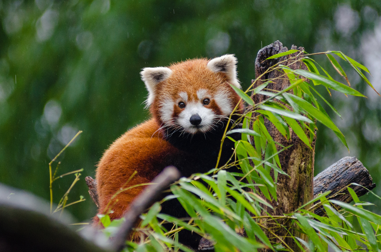 Red Panda Perching on Tree during Daytime